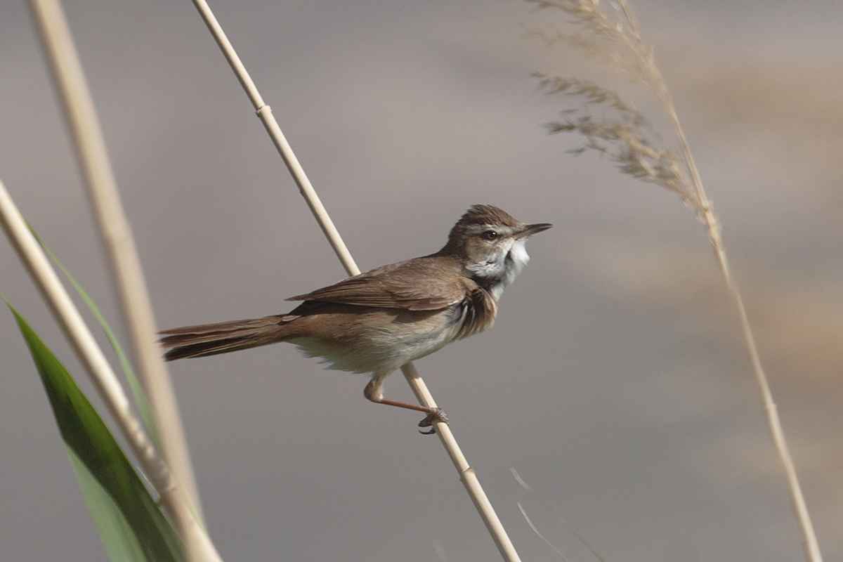 Paddyfield Warbler